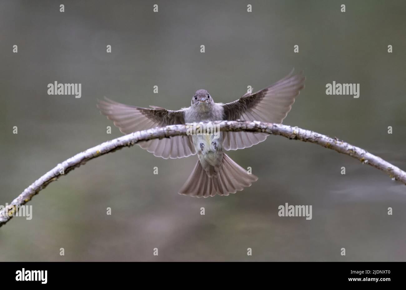 WESTERN Wood-Pewee Vogel in Vancouver, BC, Kanada Stockfoto