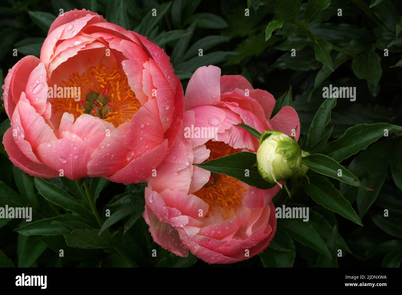Peony Coral Charme. Zwei Blumen. Halbdoppelte rosa Pfingstrose, krautige Hybride Stockfoto