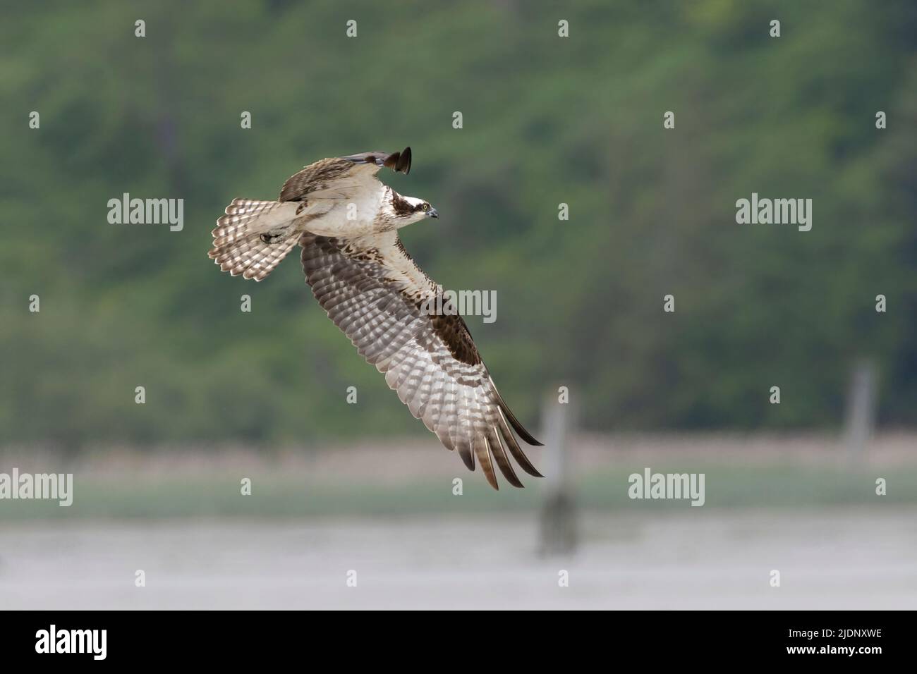 Osprey im Flug in Richmond BC Kanada Stockfoto