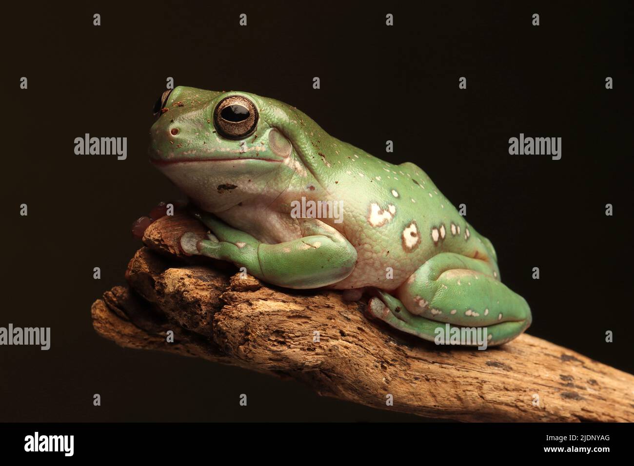 Whites Tree Frog Stockfoto