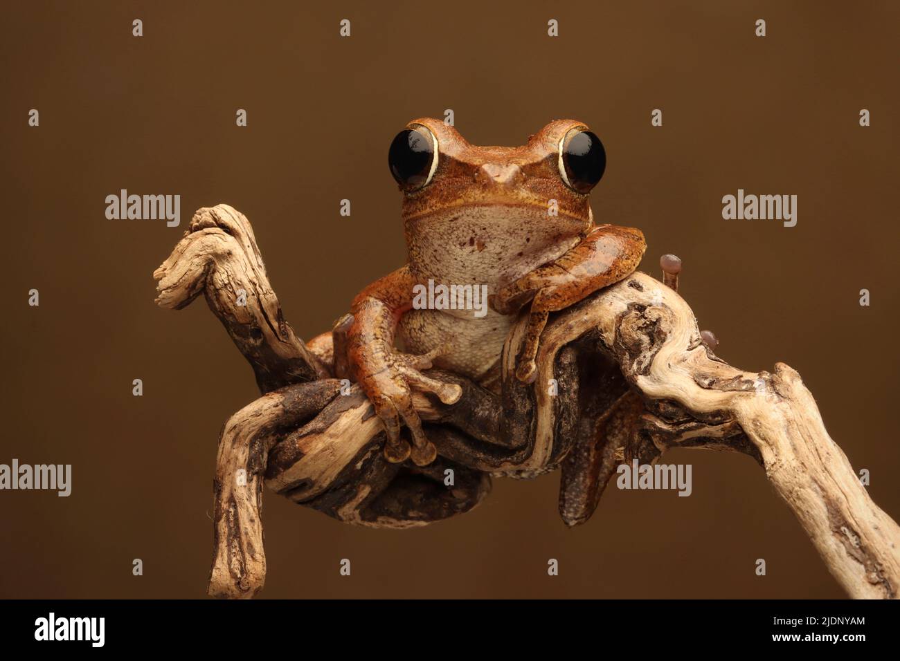 Roher Froschfrosch Mit Rüschen Stockfoto