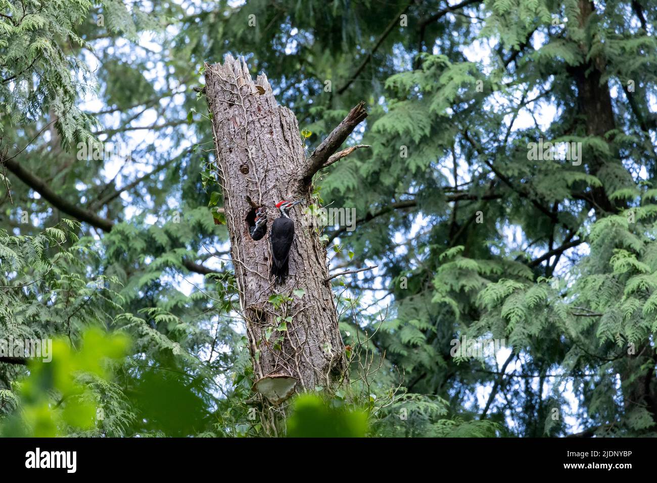 pileated Specht Nest in Vancouver BC Kanada Stockfoto