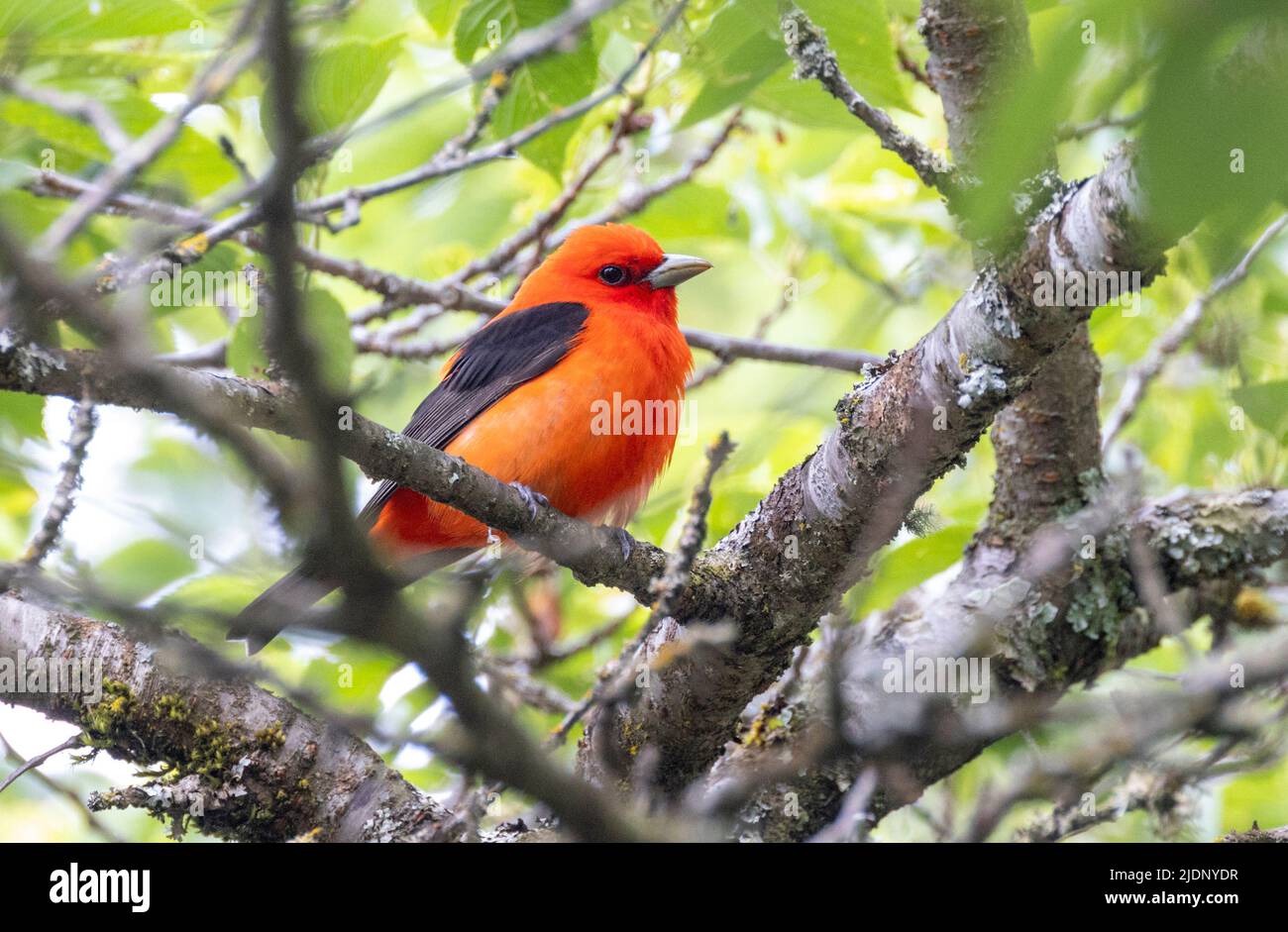 Scharlachrot-Tanager-Vogel in Vancouver, BC, Kanada Stockfoto