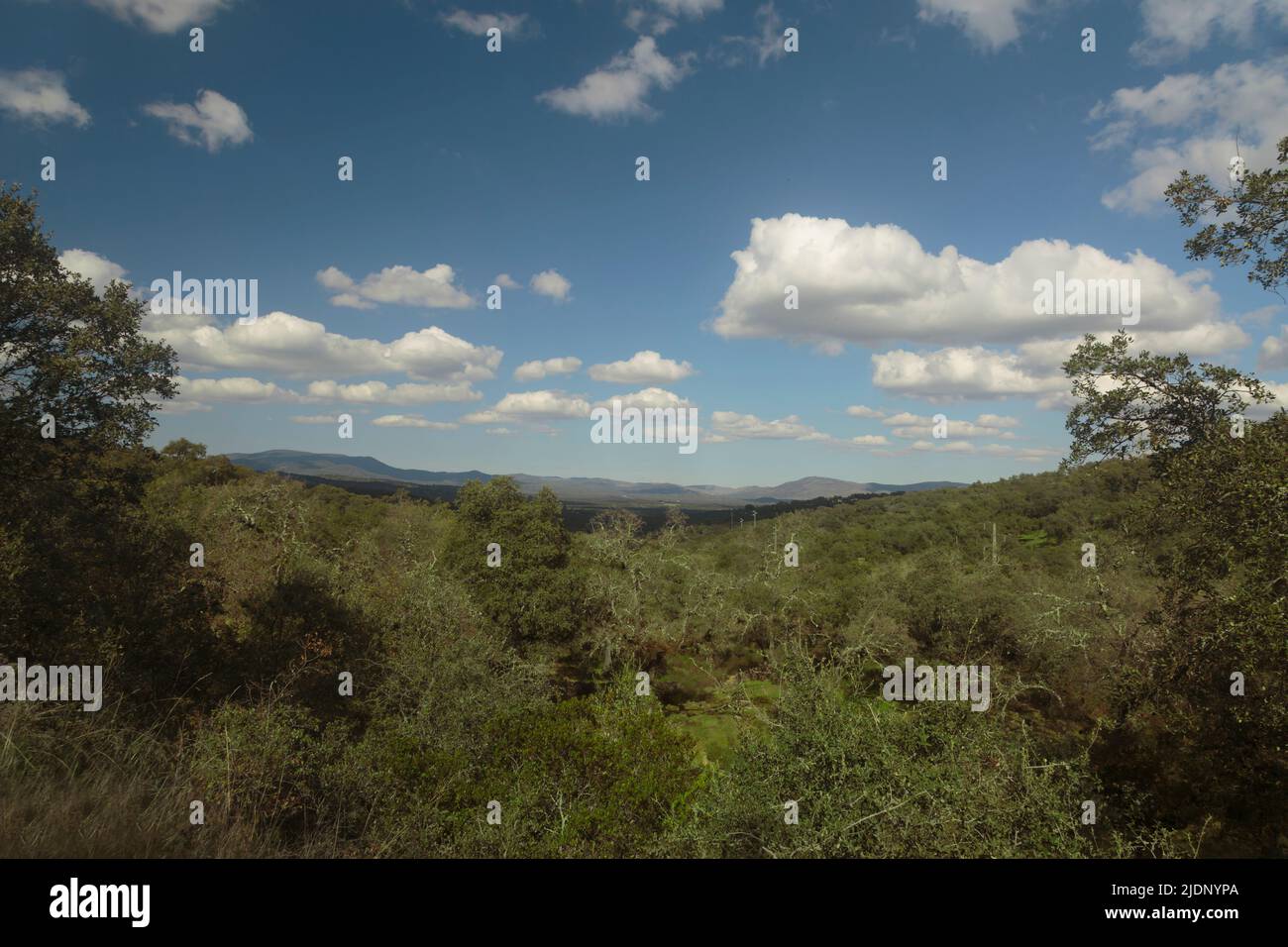 Die spanische Waldlandschaft badete im Sonnenlicht Stockfoto