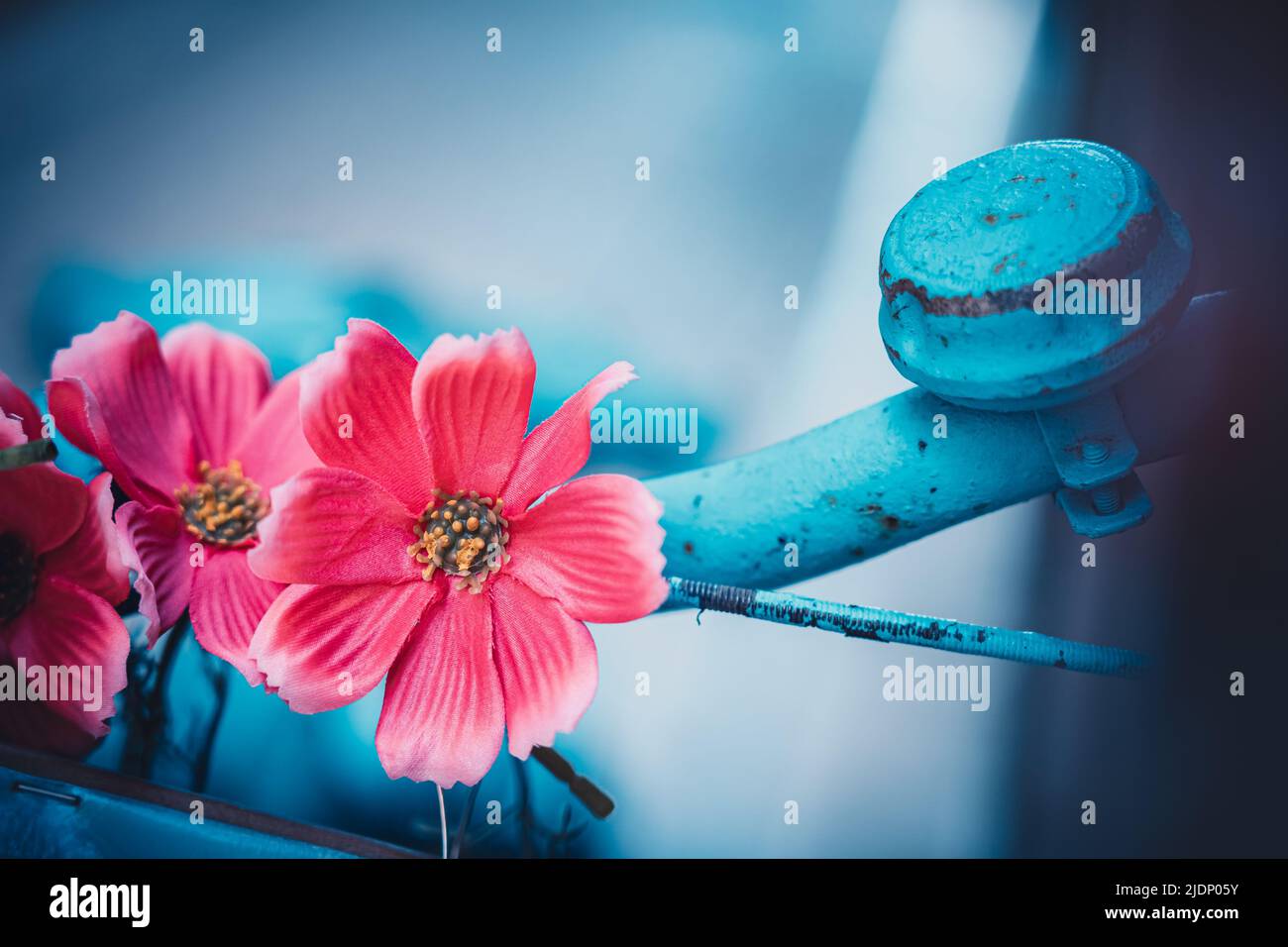 Künstliche Kosmosblumen auf einem bemalten blauen Fahrrad. Geringe Schärfentiefe mit selektivem Fokus Stockfoto