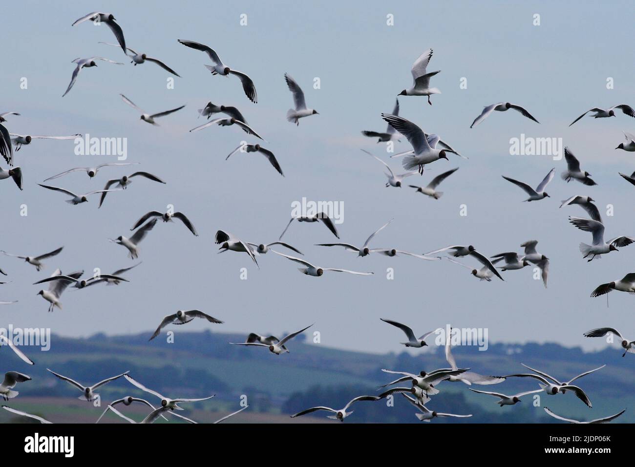 Schwarzkopfmöwe am RSPB Loch Leven Stockfoto