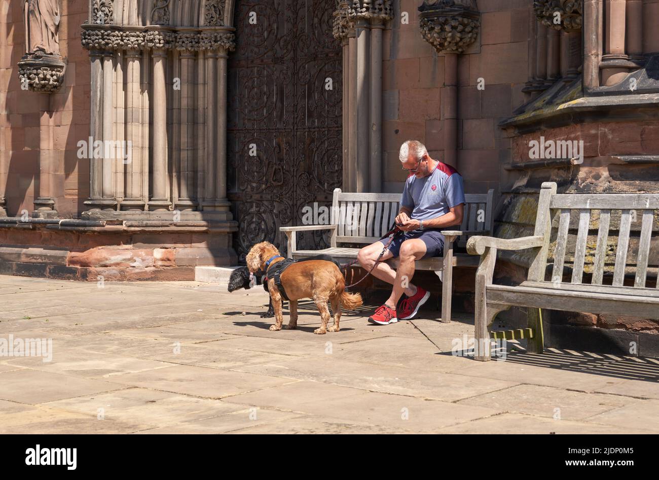 Mann mit Hunden, die auf einer Bank sitzen Stockfoto