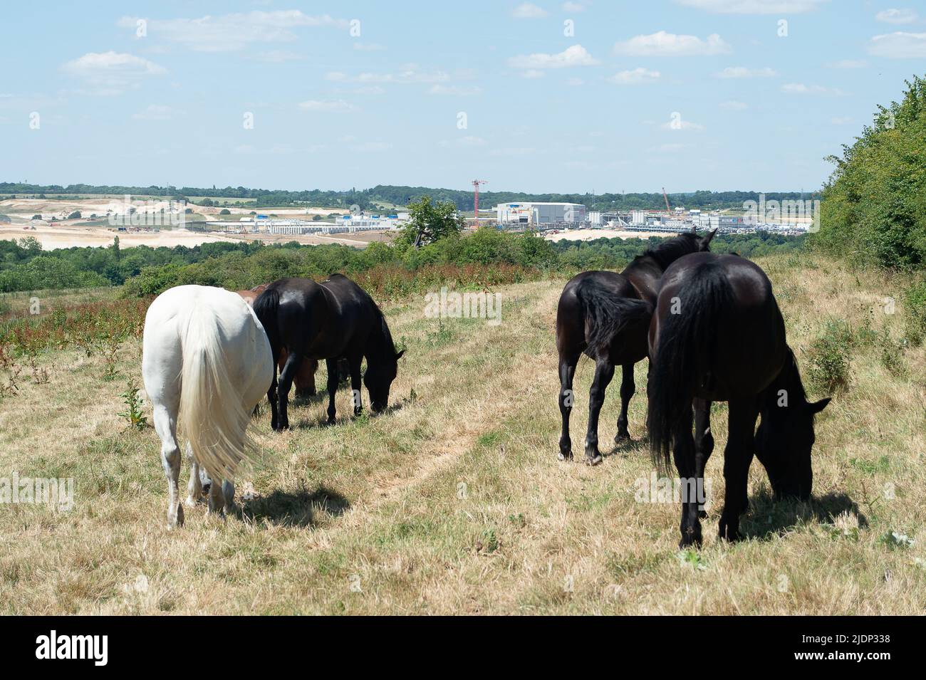 West Hyde, Hertfordshire, Großbritannien. 22.. Juni 2022. Pferde grasen auf Feldern in der Nähe des HS2 South Portal Compound, das Hektar an Lebensräumen und Weiden für Wildtiere zerstört hat. Quelle: Maureen McLean/Alamy Live News Stockfoto