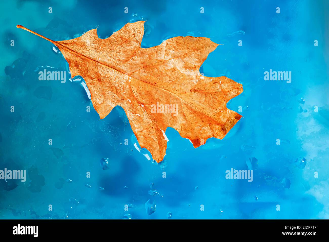 Helles Eichenblatt in blauer Nahaufnahme des Wassers, natürlicher Hintergrund. Herbst-Herbst-Konzept Stockfoto