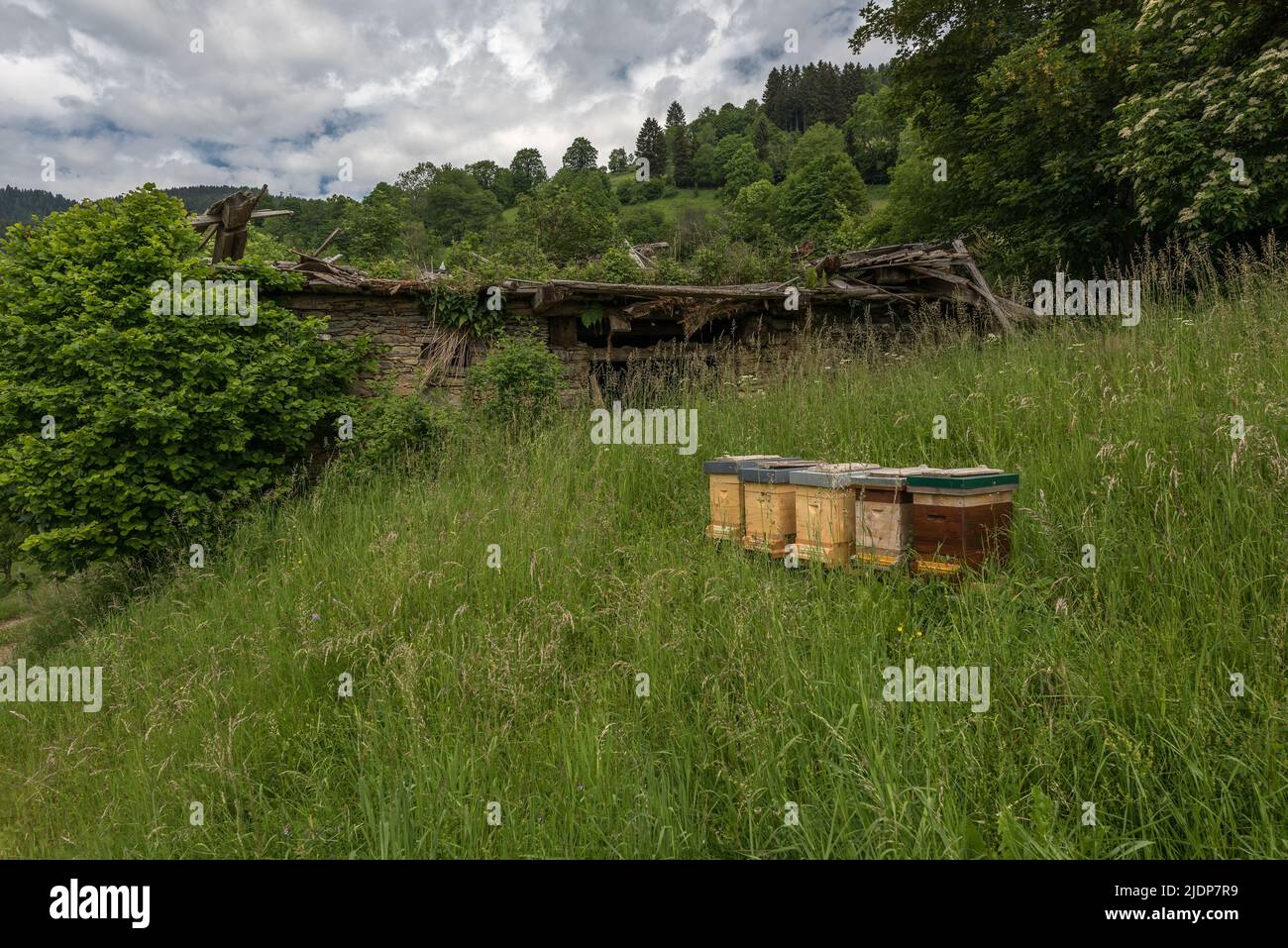 Fünf Bienenstöcke auf einer Almwiese in Kärnten, Österreich Stockfoto