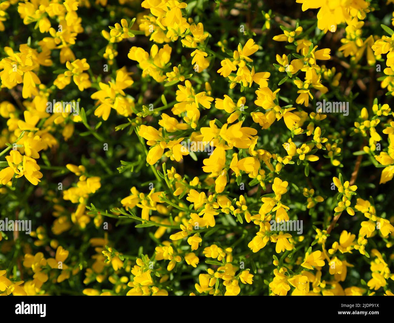 Schöne gelbe Blüten einer Bodenbedeckungspflanze in einem Garten in Ottawa, Ontario, Kanada. Stockfoto
