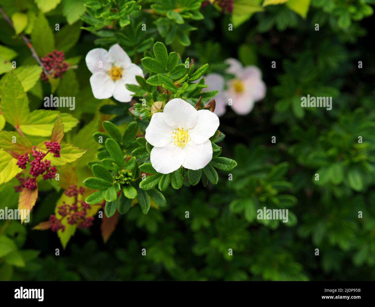 Wunderschöne weiße Blüten eines Strauchfinkens (Dasiphora fruticosa) in einem Garten in Ottawa, Ontario, Kanada. Stockfoto