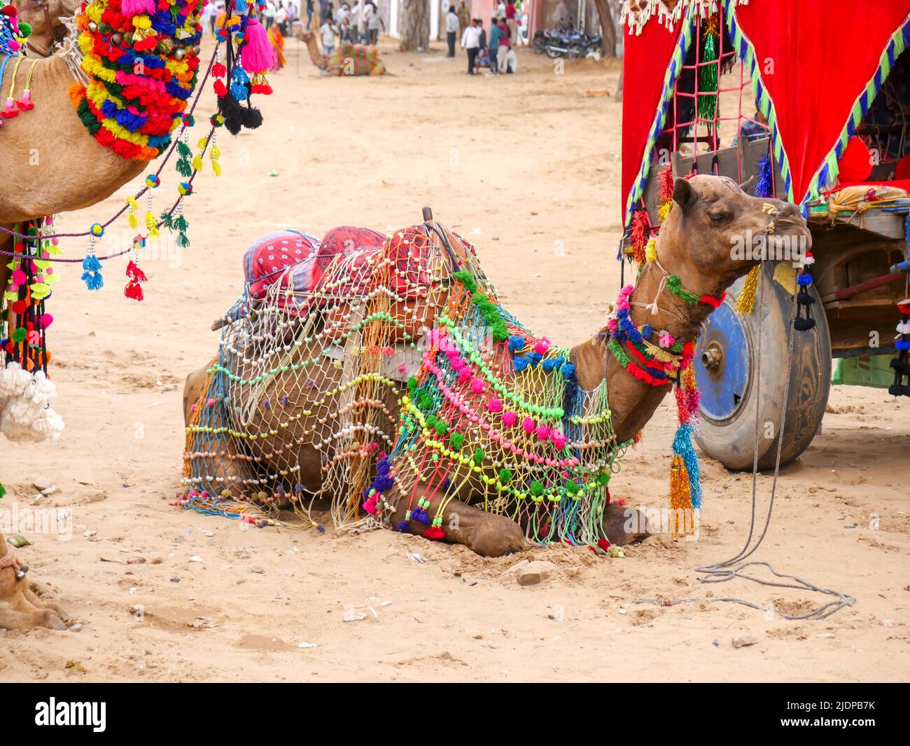 Indisches Kamelbild in sitzender Position. Stockfoto