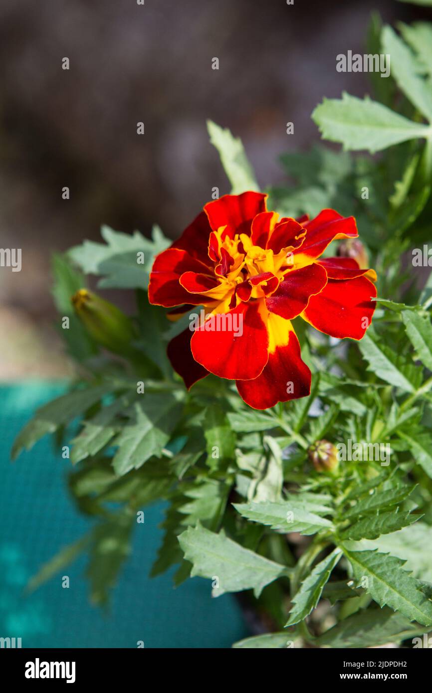 Vertikales Bild eines blühenden roten französischen Zwerges Marigold, der im Garten gepflanzt werden kann. Stockfoto