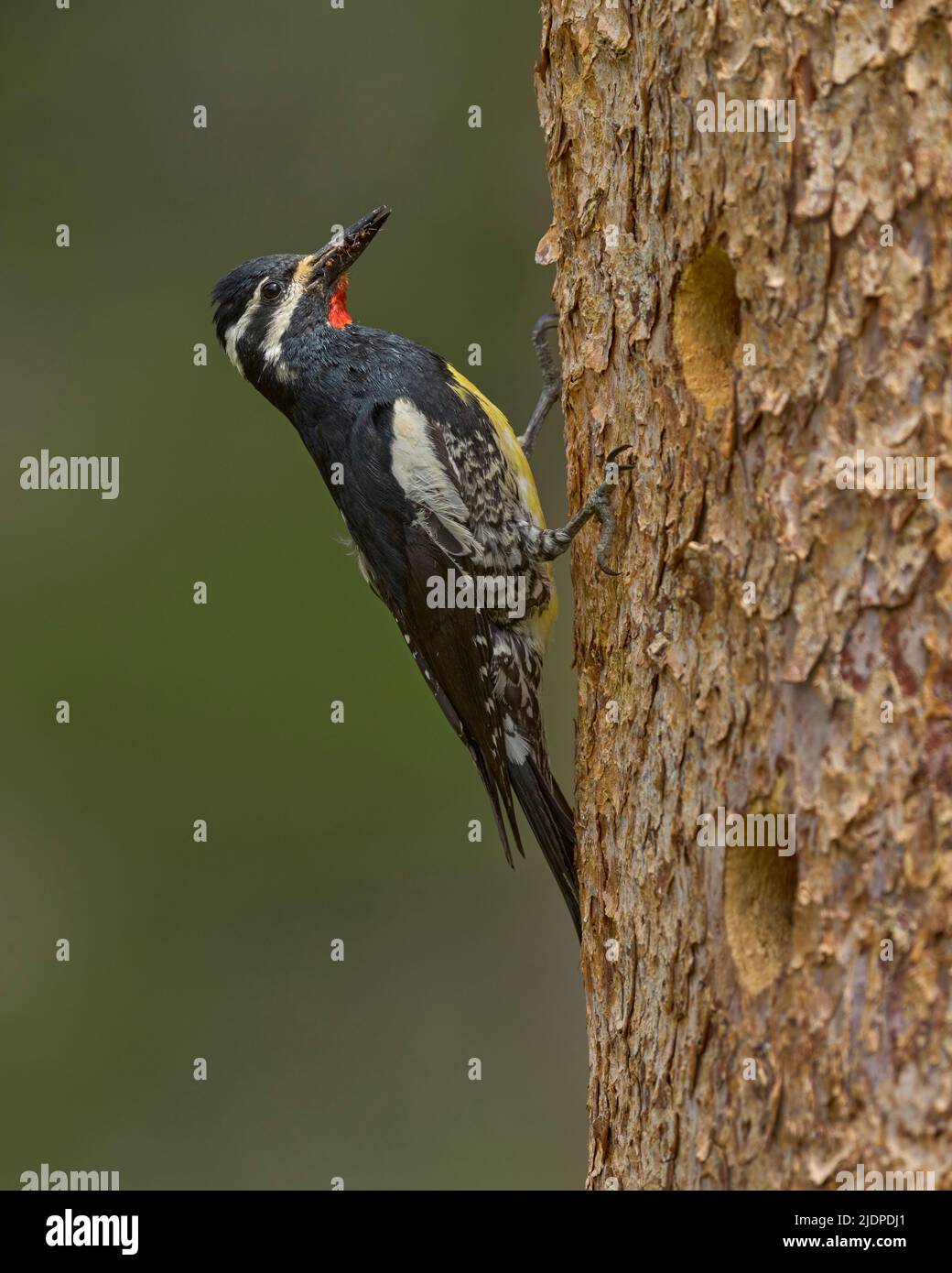 Der Sapsucker von Adult Williamson bringt Ameisen zu Nestlingen in der Nisthöhle, Nevada County California USA Stockfoto