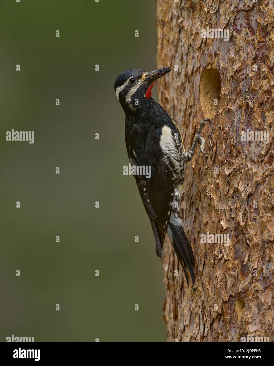 Der Sapsucker von Adult Williamson bringt Ameisen zu Nestlingen in der Nisthöhle, Nevada County California USA Stockfoto