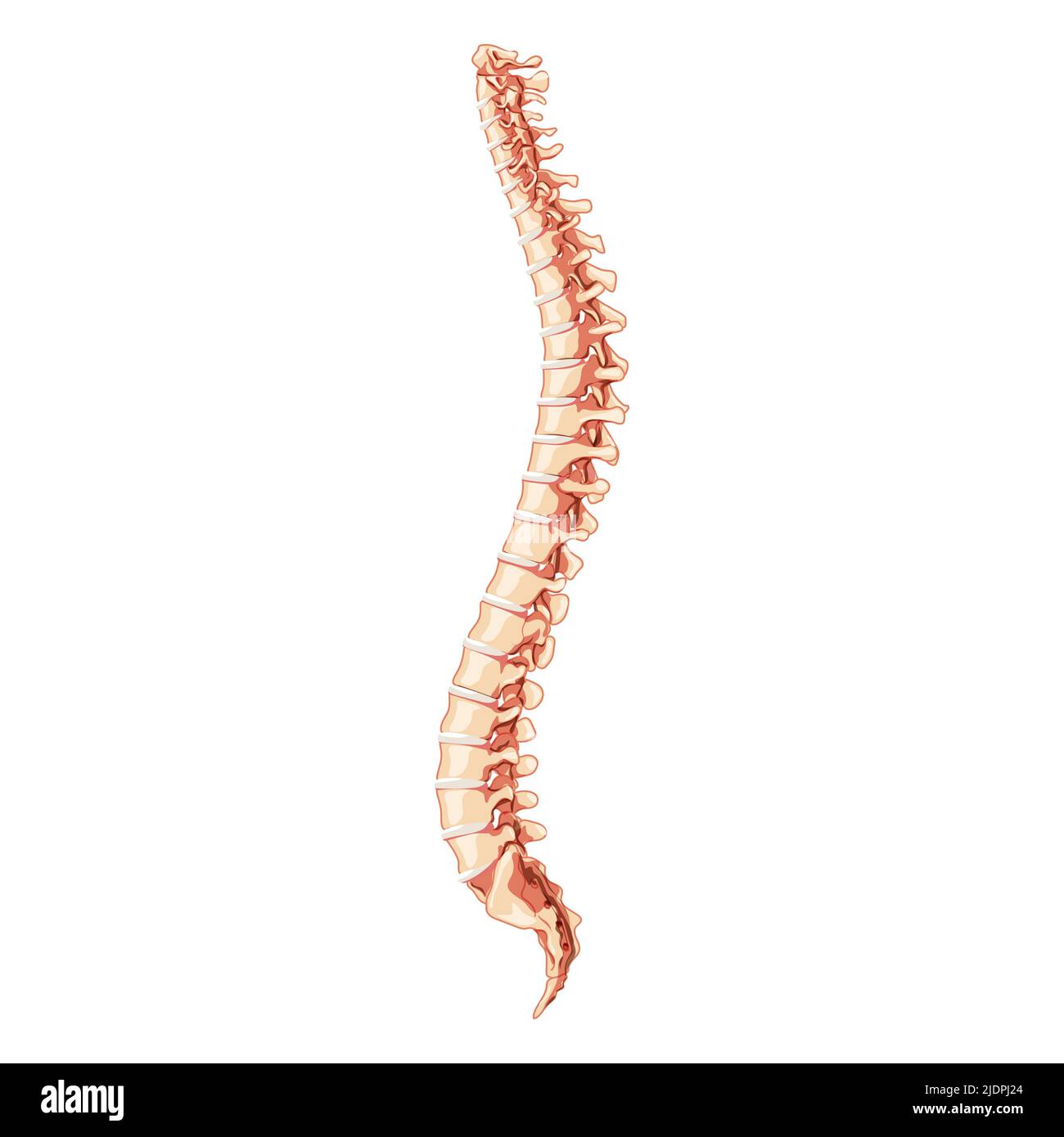 Die menschliche Wirbelsäule Wirbelsäule Anatomie seitlich mit Bandscheibe. Vektor flach 3D realistische Konzeptdarstellung in natürlichen Farben, Wirbelsäule isoliert auf weißem Hintergrund. Stock Vektor