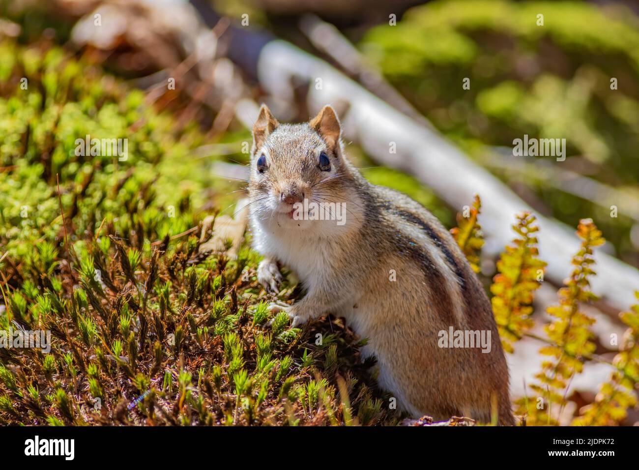 Ein östlicher Chipmunk, der von einem moosbedeckten Baumstamm im Wald beobachtet wird Stockfoto