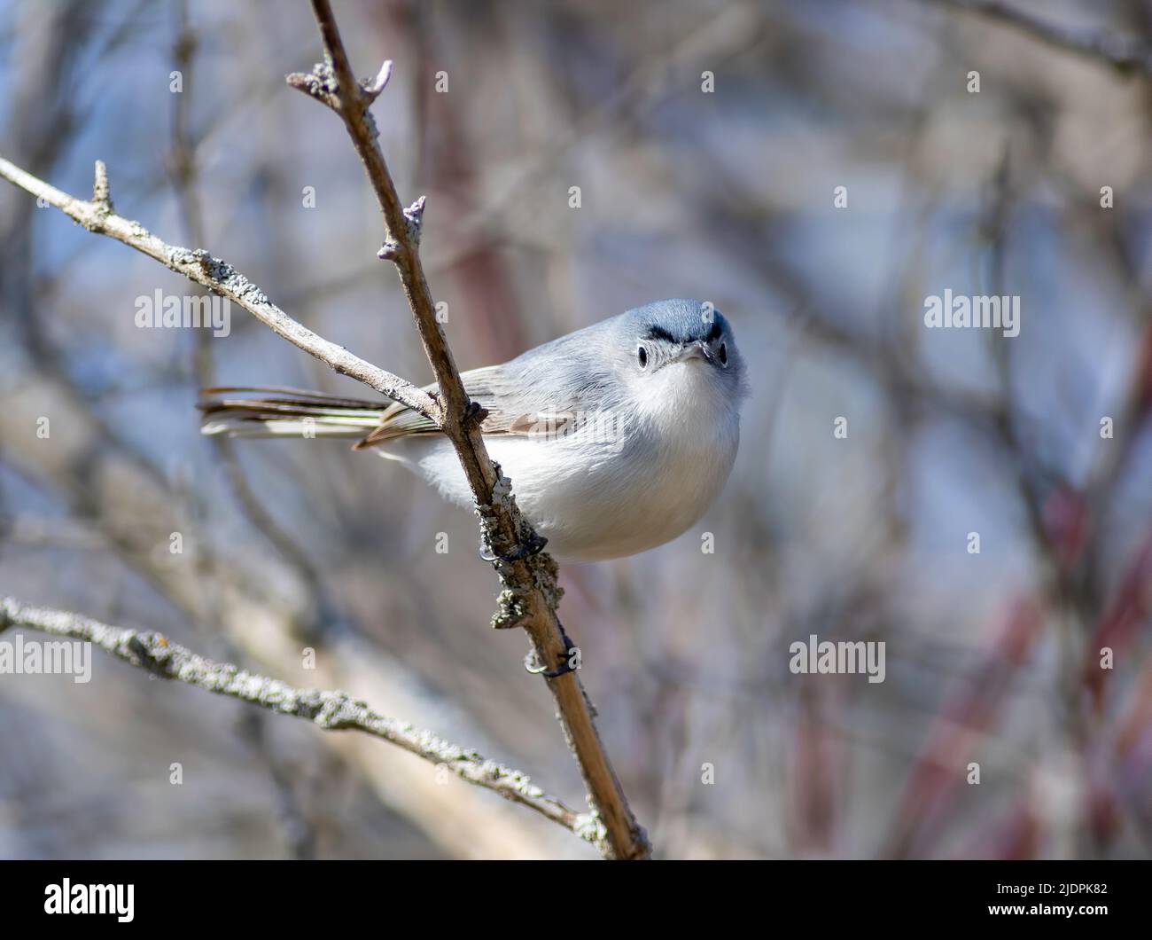 Ein blau-grauer Gnatcatcher thronte im Frühjahr auf einem blattlosen Baumzweig am Tawas Point in Michigan. Stockfoto