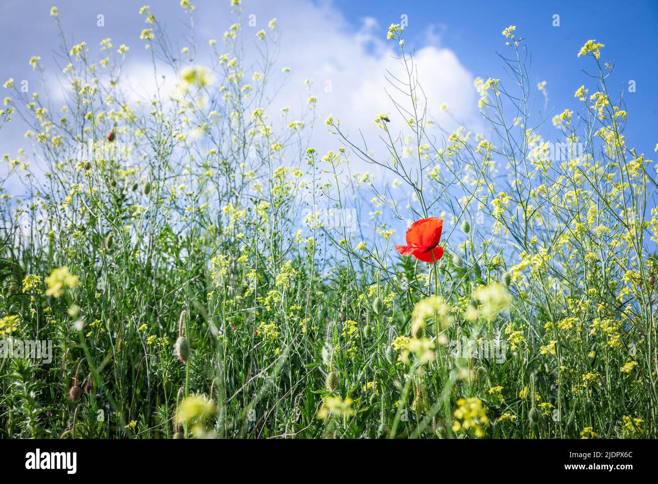 Bild von rotem Mohn, der im Sommer auf einem Grasfeld steht. Papaver-Rhoeas, oder Mohnblume, Maismohn, Maisrose, Feldmohn, Flanderns Mohn oder rot Stockfoto