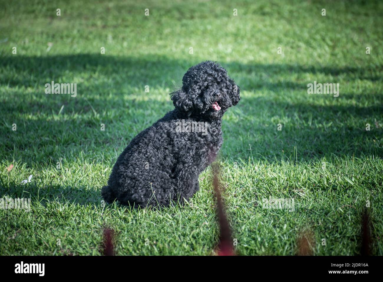 Schwarzer Pudel-Welpe ruhte auf dem Gras Stockfoto