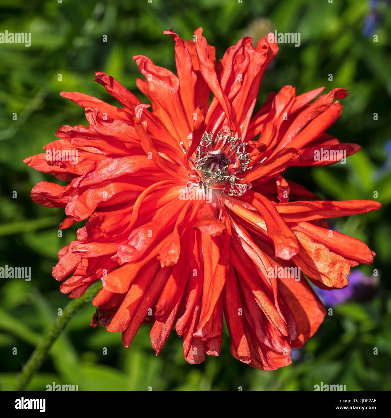 „Border Beauty“ Orientvallmo (Papaver orientale) Stockfoto