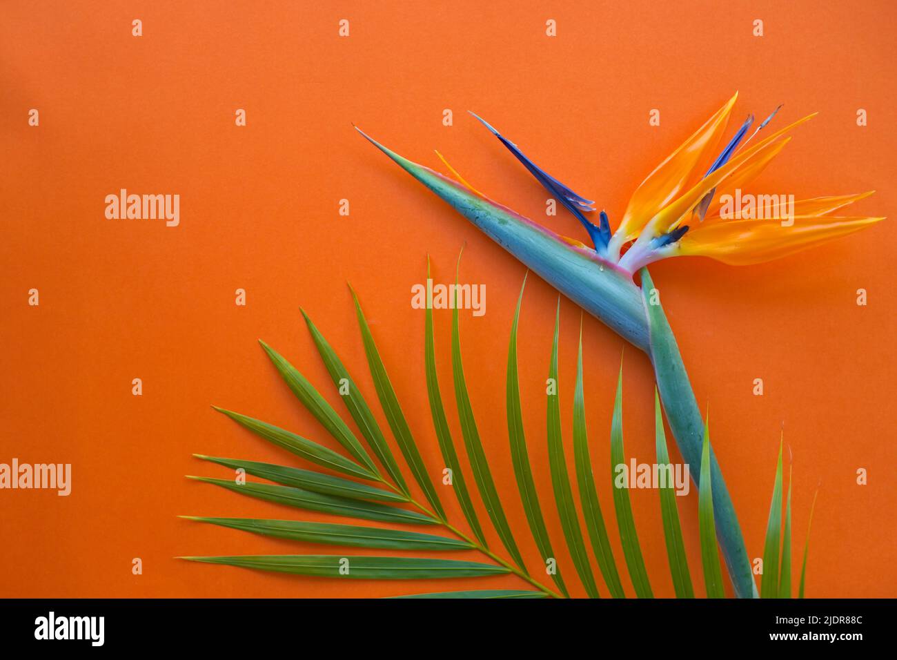 Strelitzia Blume und grüne Palme Fond auf orange - tropischen Hintergrund Stockfoto