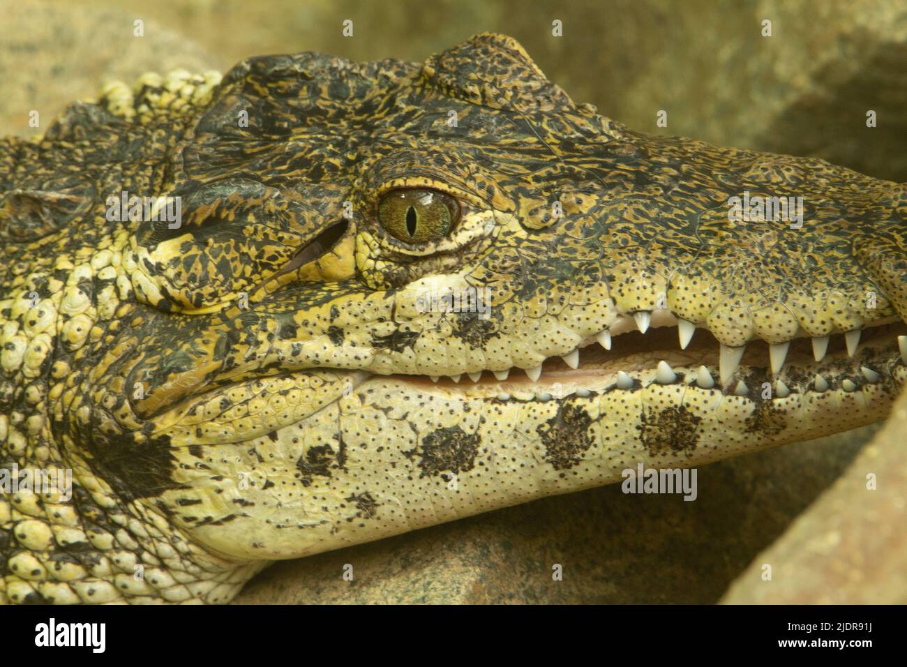 Kubanisches Krokodil (Crocodylus rhombifer) Ein einzelnes kubanisches Krokodil, das mit leicht geöffnetem Mund ruhte Stockfoto