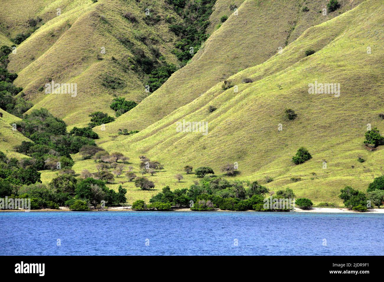 Savannenvegetation am Hang eines Küstenhügels im Komodo-Nationalpark in Komodo, West Manggarai, Ost-Nusa Tenggara, Indonesien. Stockfoto