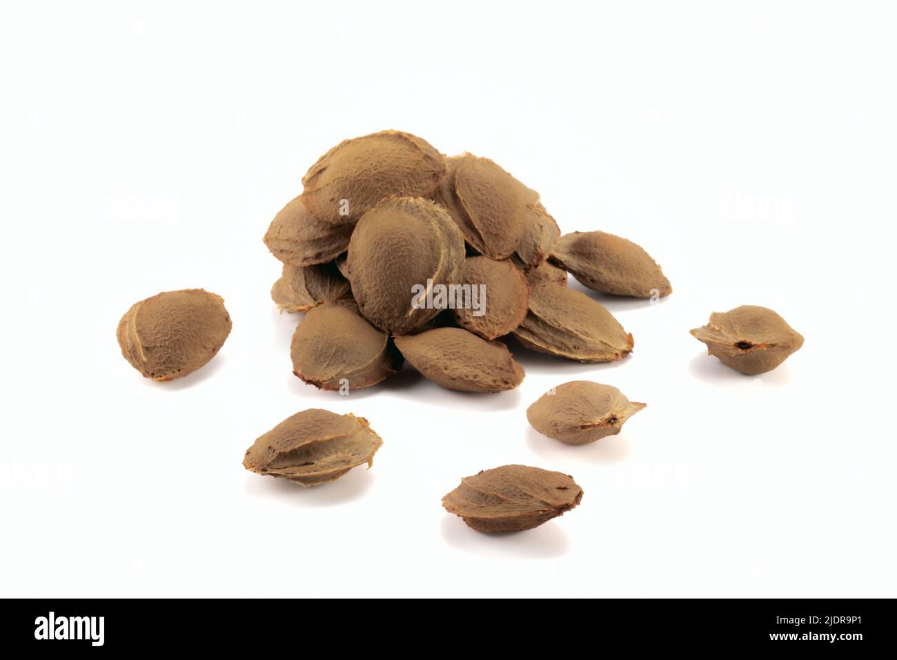 Aprikosensamen auf hellem Hintergrund. Nahaufnahme. Stockfoto