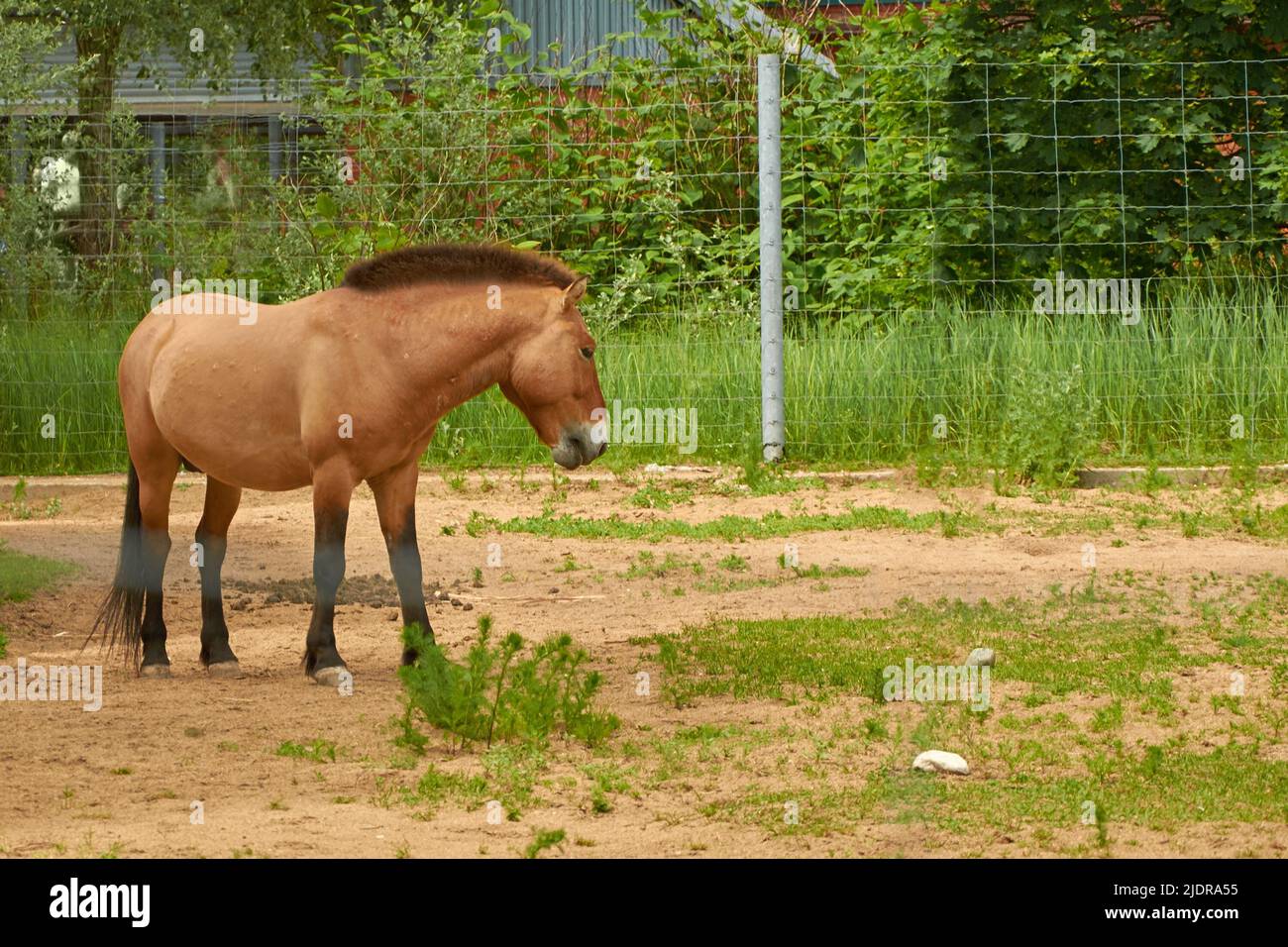 Equus ferus przewalskii. Przewalskis Wildpferd in der Voliere Stockfoto
