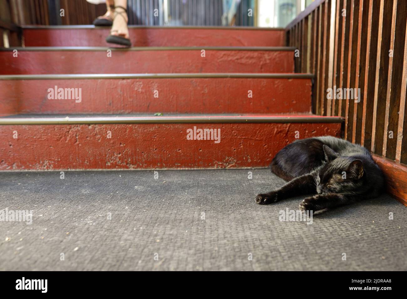Schwarze Katze schläft auf dem Boden, während Menschen in der Nähe davon vorbeikommen. Stockfoto