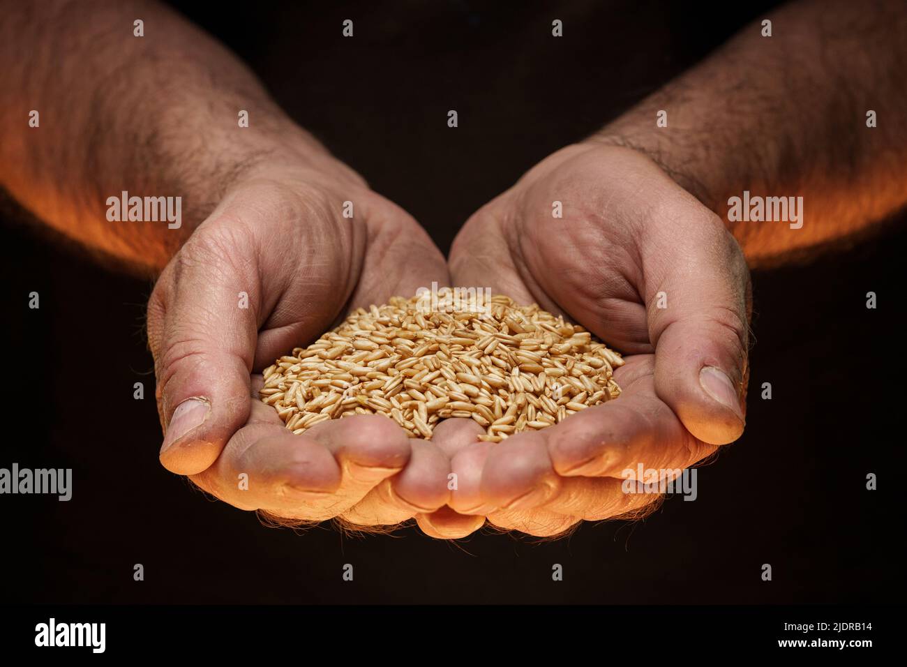 Nahaufnahme der männlichen Hände, die eine kleine Menge Weizenkerne halten. Mangel an Nahrung und Hunger-Konzept Stockfoto