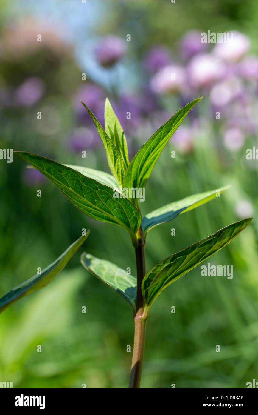 Nahaufnahme einer Sumpfmilchpflanze (Asclepias incarnata), die in einem mehrjährigen Garten auftaucht Stockfoto