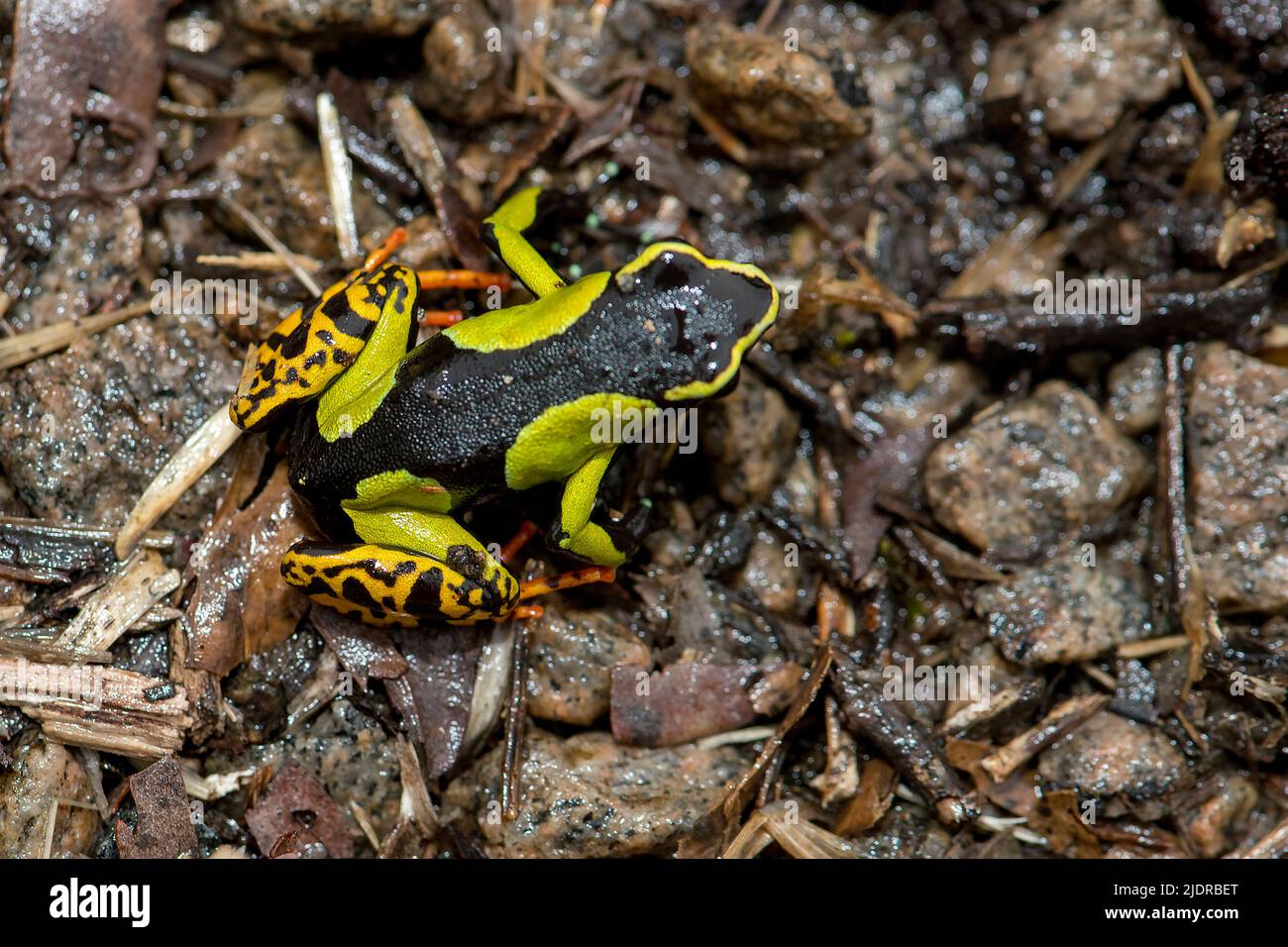 Baron's Mantella (Mantella baroni) aus Ranomafana NP, Ost-Madagaskar. Stockfoto