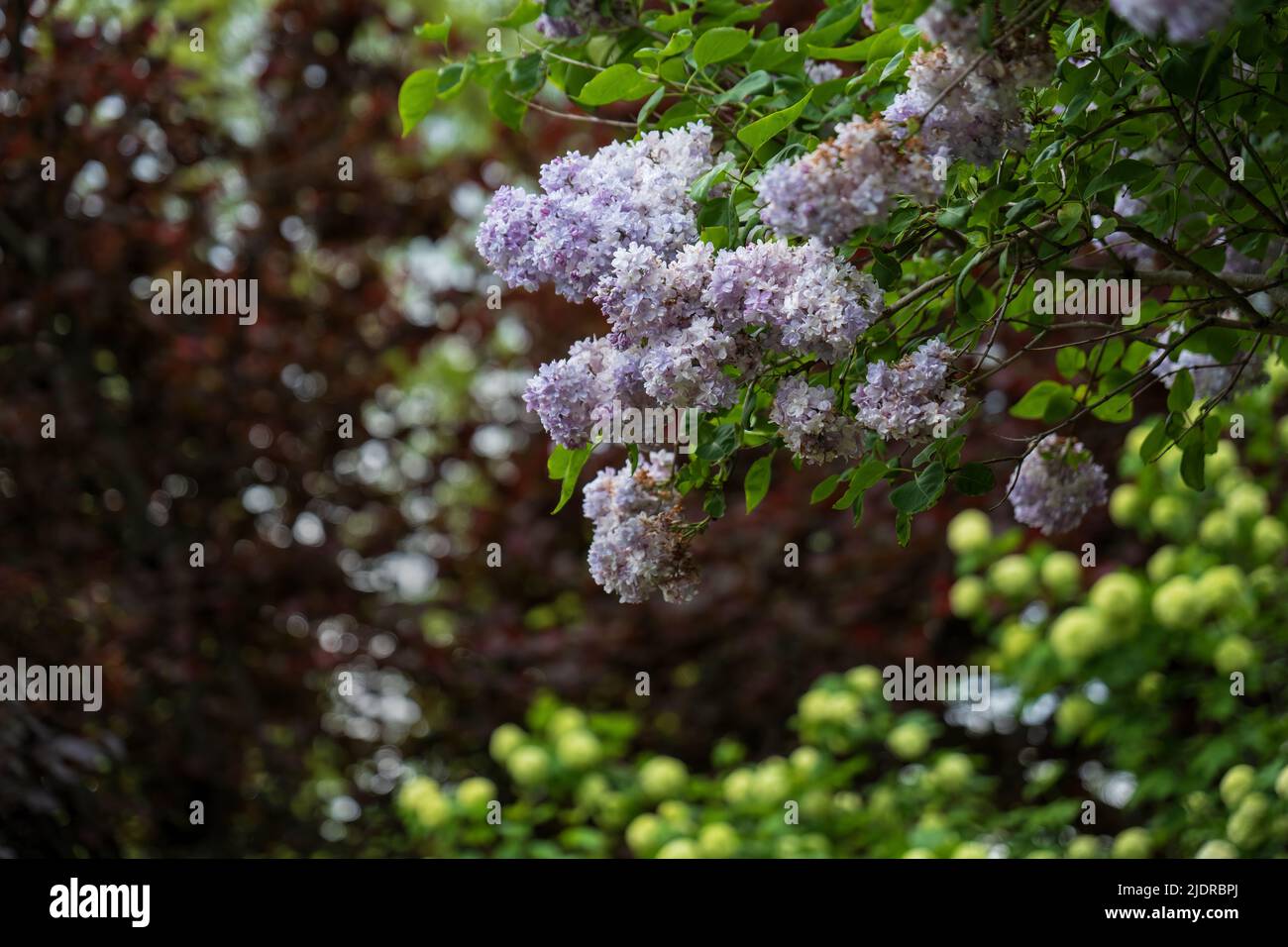 Blühende Blüten der Gemeinen Flieder Syringa vulgaris 'Marechal Lannes', blühende Pflanze in der Olivenfamilie Oleaceae. Stockfoto