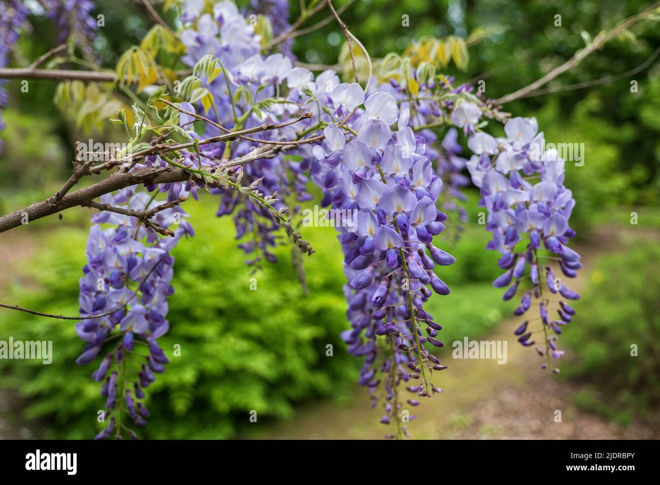 Wisteria sinensis Chinesische Wisteria Lavendel blühende Blüten, Pflanze in Familie Fabaceae (Familie der Erbsengewächse), heimische Gattung: China. Stockfoto