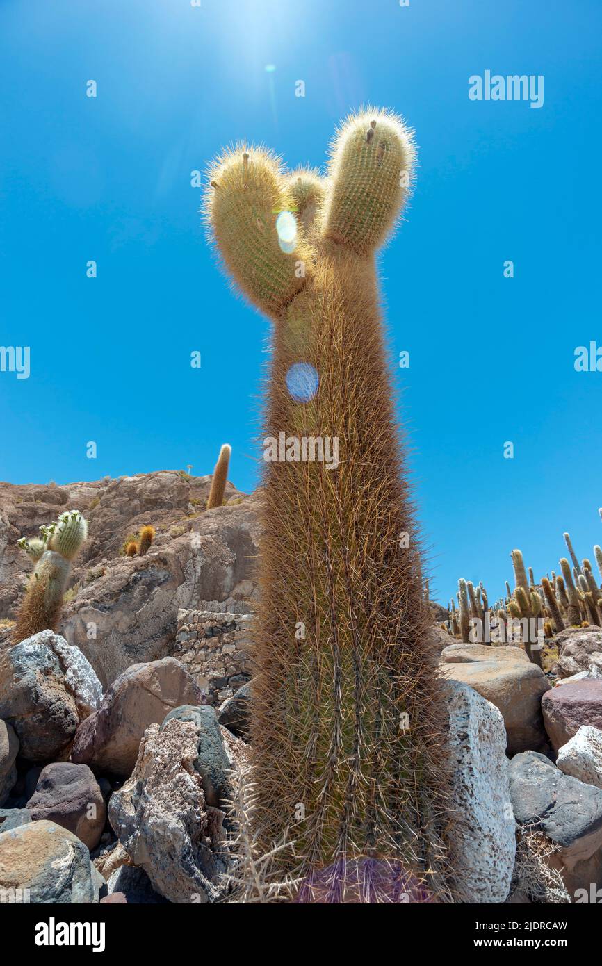 Low-Angle-Bild von riesigen Kaktus bei sonnigen Tag in Bolivien Stockfoto