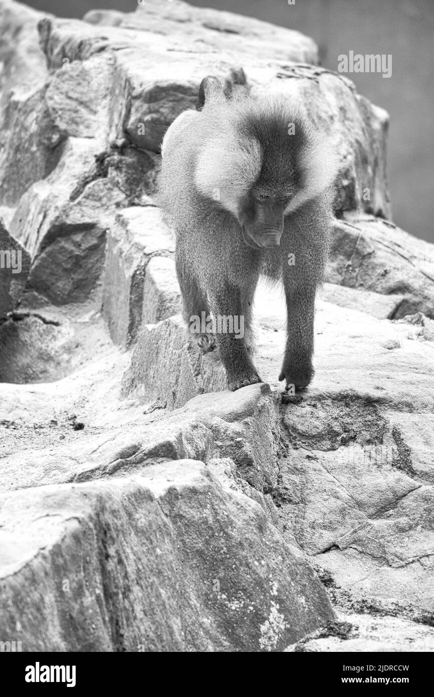 Pavian in schwarz und weiß auf einem Felsen. Entspannte Affen, die in der Familienvereinigung leben. Große Affen. Tierfoto von afrikanischen Säugetieren Stockfoto