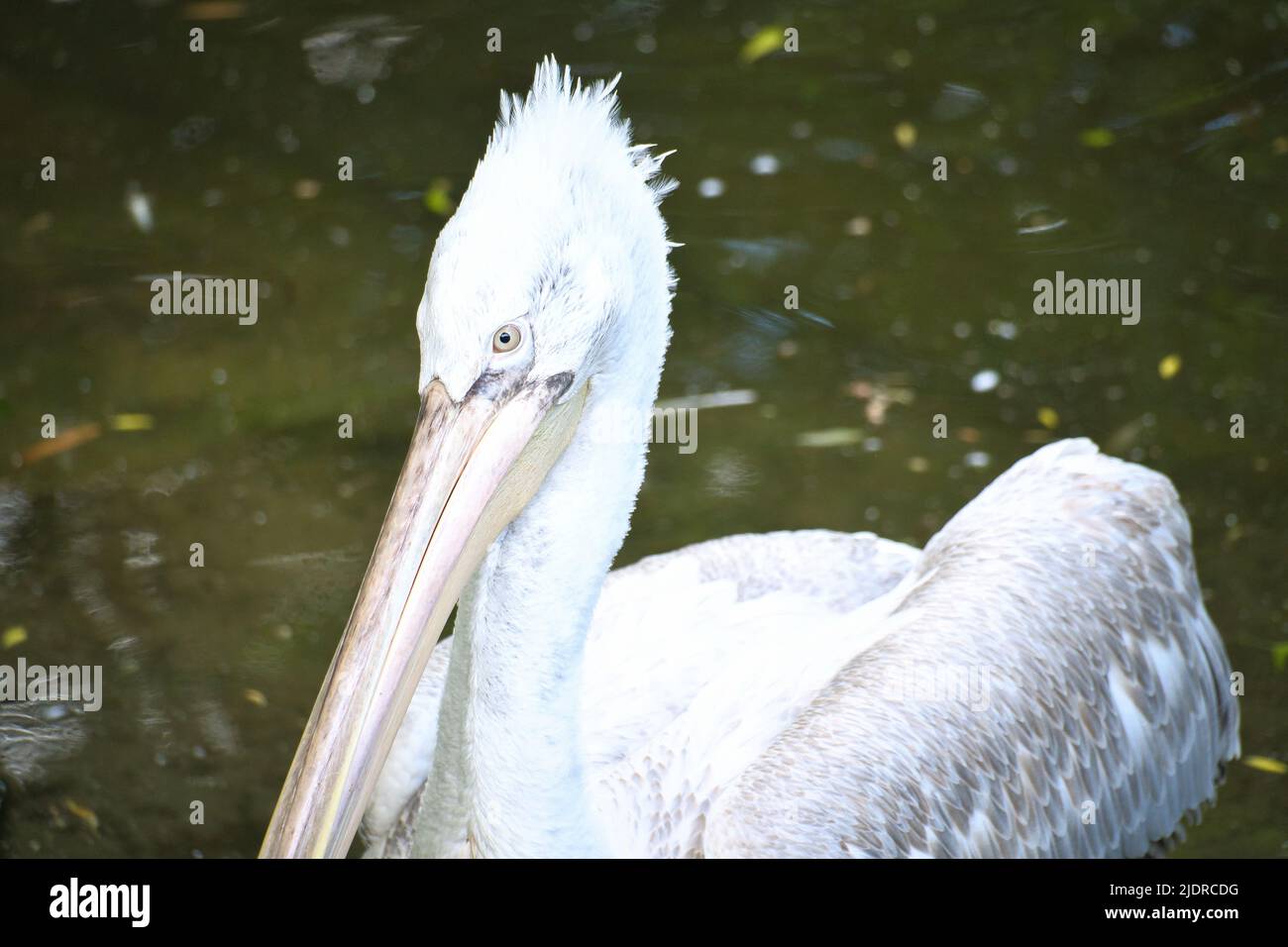 Pelikan schwimmt im Wasser. Weißes Gefieder, großer Schnabel, in einem großen Meeresvögel. Tierfoto Stockfoto