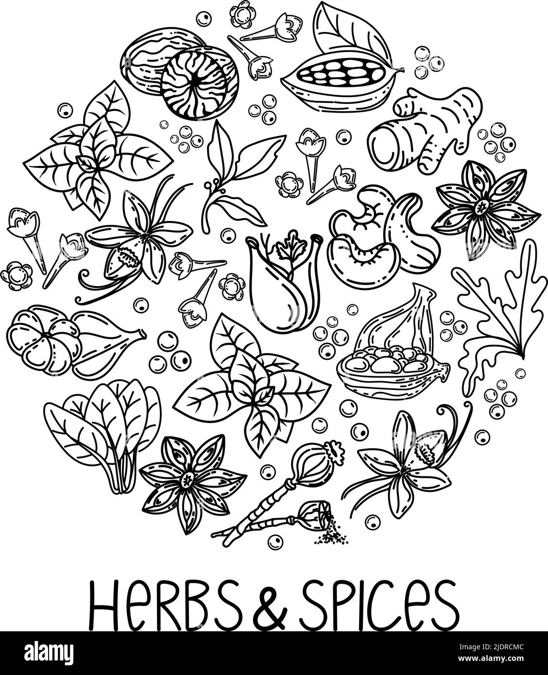 Handgezeichnete Kräuter und Gewürze im Doodle-Stil. Elemente in einem Kreis. Handschriftliche Inschrift. Nüsse, Gewürze und Kräuter. Pfeffern Sie Erbsen. Vektor mit flachem Stil Stock Vektor