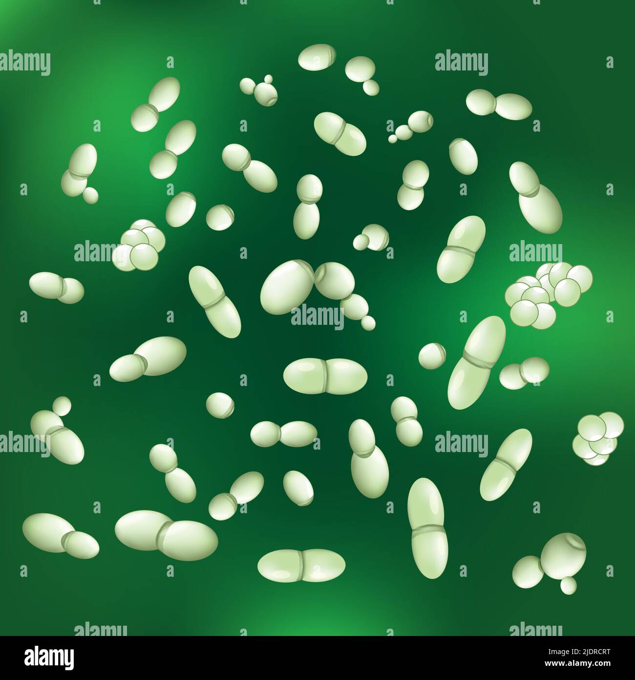 Malassezia-Pilze. Hefen von Pityrosporum, die mit Schuppen, seborrhoischer Dermatitis und Tinea versicolor assoziiert sind. Mikroskopische Pilze auf grün Stock Vektor