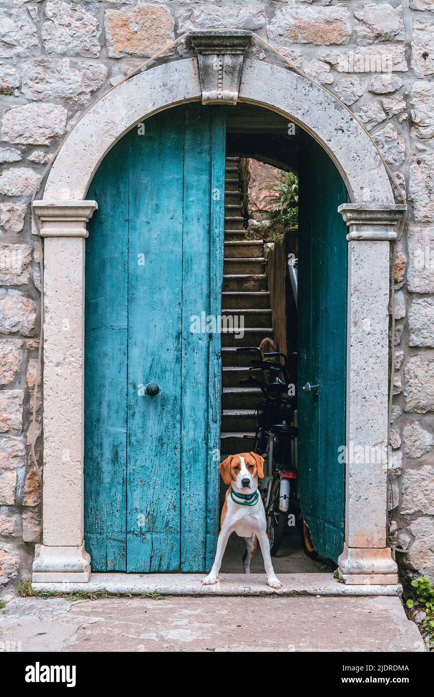 Süsser Hund als Türsteher Stockfoto