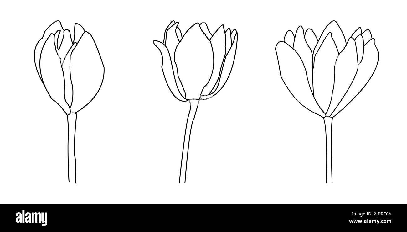 Eine Linie Zeichnung Vektor Blumen Druck Set. Heimdekor, Wandkunstposter oder T-Shirt-Druck. Stockfoto