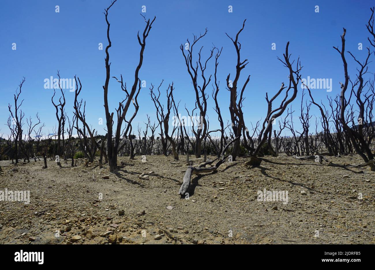 Dead Forest am Mount Papandayan, Indonesien Stockfoto