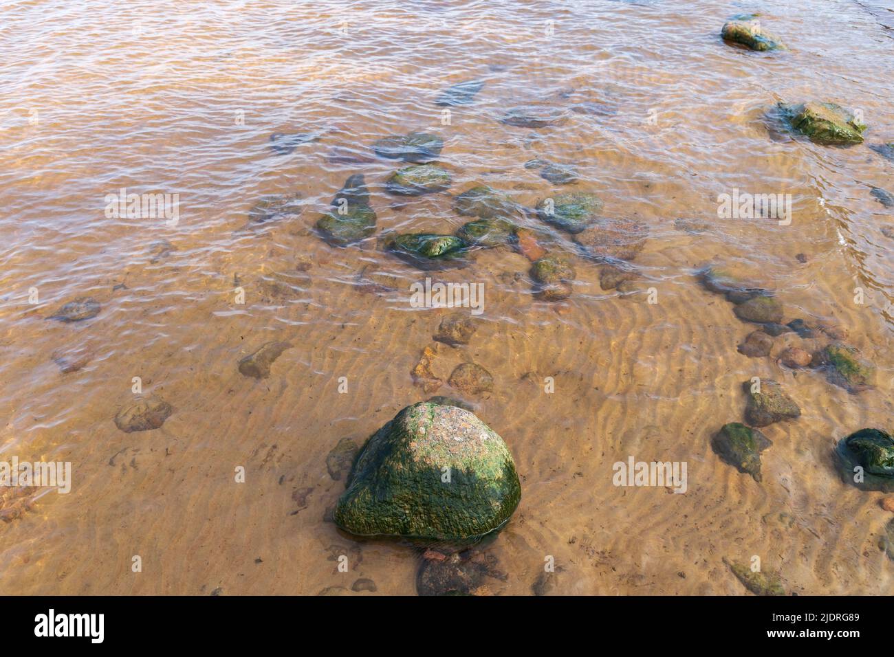 Nasse Steine mit Alge befinden sich im Küstenwasser. Golf von Finnland, Russland Stockfoto
