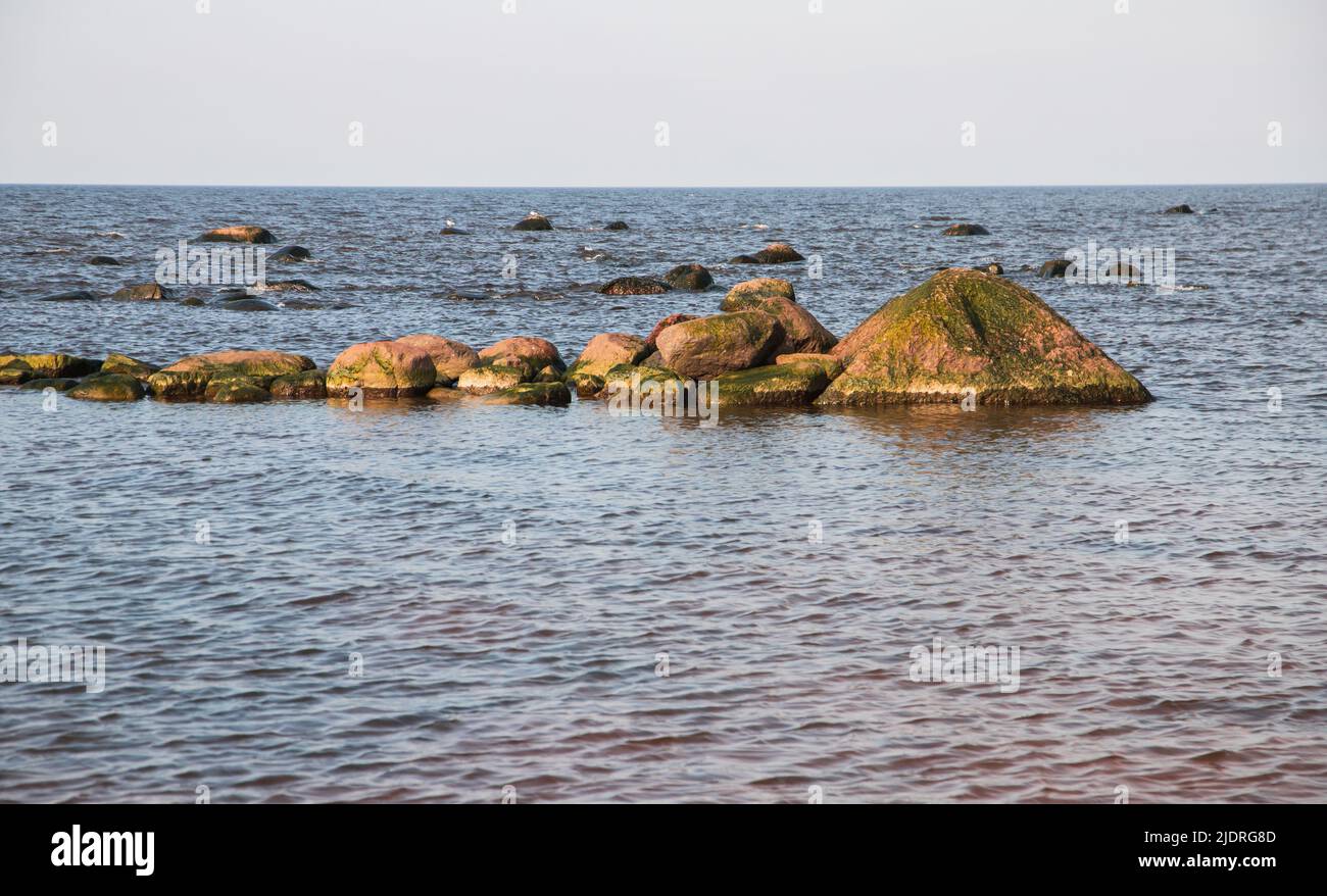 Die Küstensteine liegen in einer Reihe im seichten Wasser der Ostsee. Küstenlandschaft im Golf von Finnland Stockfoto