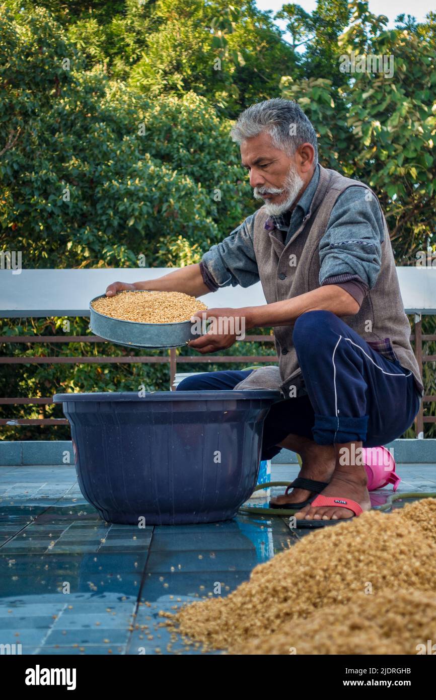 Dehradun City Uttarakhand Indien. 21.. März 2022. Indian man verarbeitet Weizen nach der Ernte. Benetzungs- und Trocknungsprozess. Stockfoto