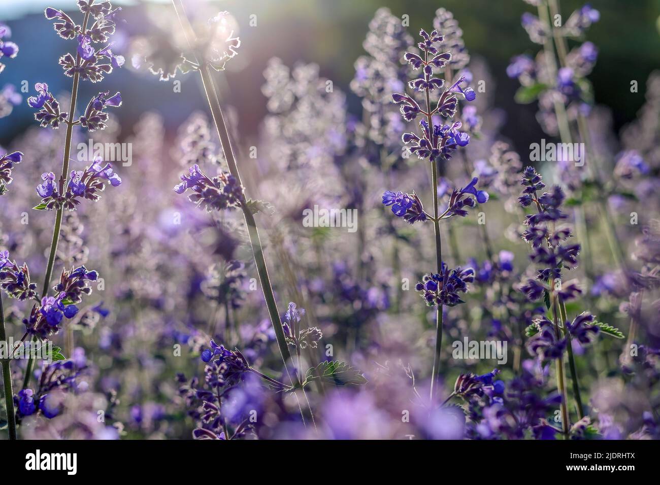 Violette Blüten gegen die Strahlen der glühenden Sonne in Polen Stockfoto