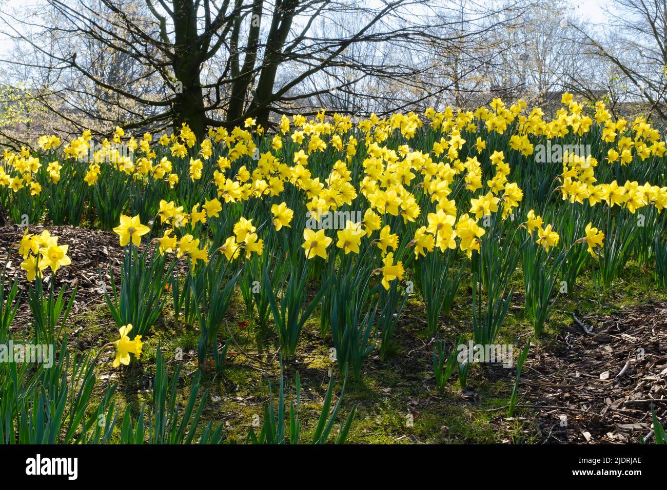 Einige blühen Daffodil, Nordrhein-Westfalen, Deutschland Stockfoto